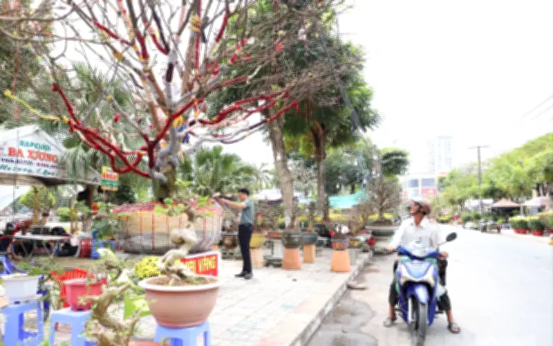 Cây mai trăm tuổi giá hơn 3 tỷ đồng gây sốt tại An Giang