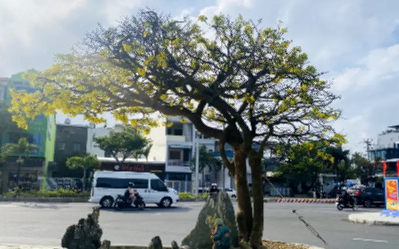 Cây mai vàng thế đổ cho thuê 70 triệu đồng tại chợ hoa xuân Đà Nẵng