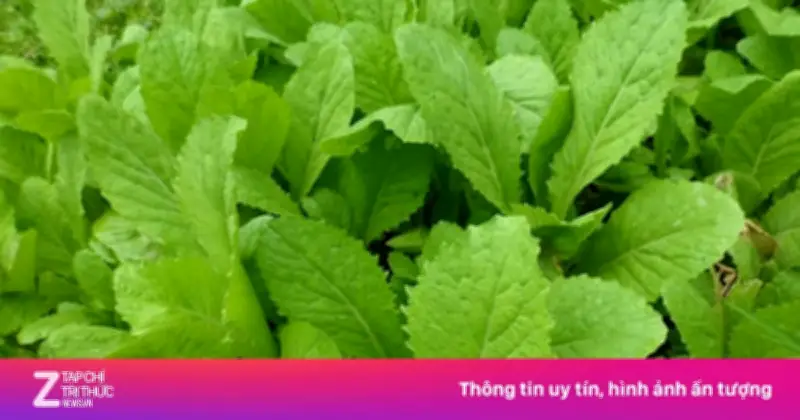 Cải Bẹ Xanh: Thần Dược Từ Vườn Rau Cho Sức Khỏe Hô Hấp Và Tiêu Hóa