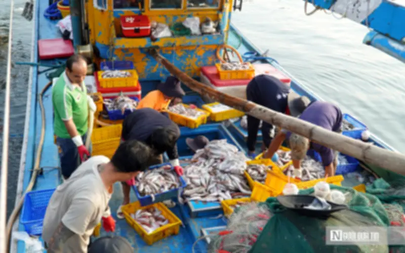 Cảng cá Phan Thiết sôi động những ngày cận Tết, ngư dân Lâm Đồng hối hả chuyến biển cuối năm