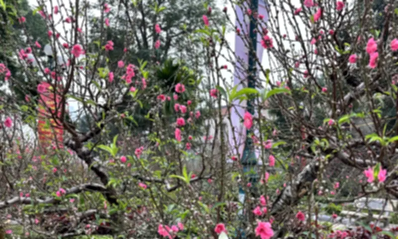 Cụ Đào Trăm Tuổi Giữa Phố Cổ Hà Nội: Giá Thuê Đạt 120 Triệu Đồng Mỗi Năm