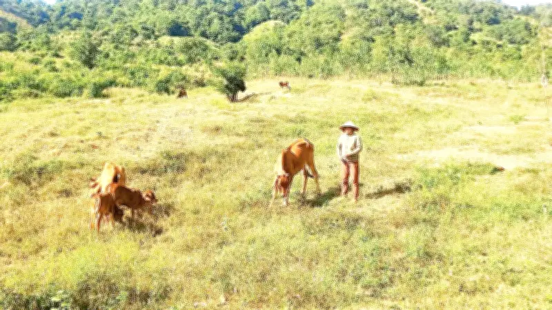 Dự Án Hỗ Trợ Bò Giúp Người Dân Xã Sông Lũy Giảm Nghèo Bền Vững