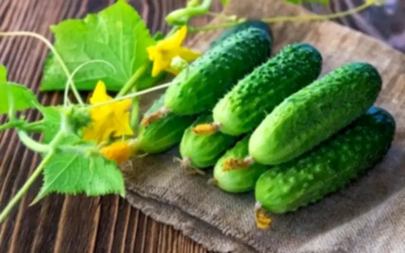 Dưa Chuột: Lợi Ích Sức Khỏe Và Những Lưu Ý Quan Trọng Khi Sử Dụng