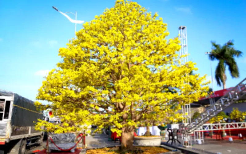 Đà Nẵng rực rỡ với những gốc mai vàng triệu đô đón Tết Bính Ngọ 2026