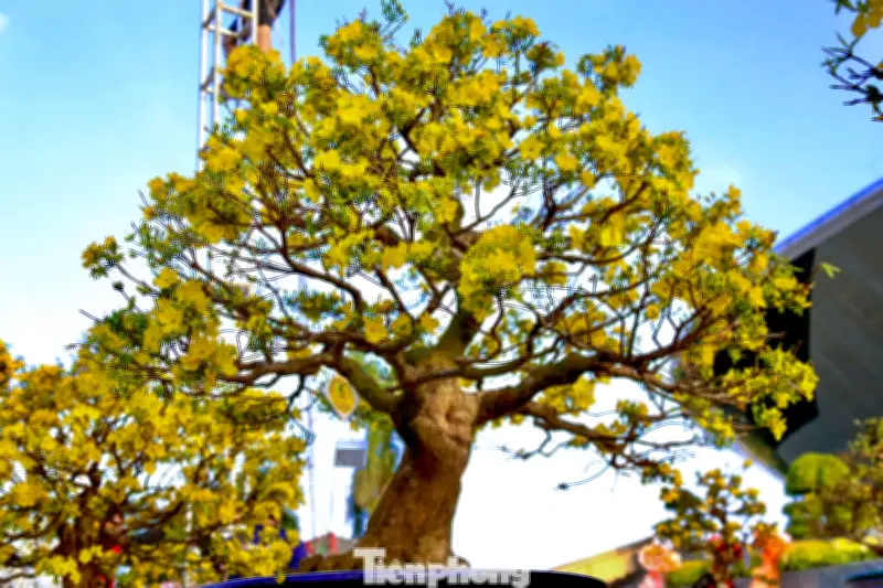 Đà Nẵng rực rỡ với những gốc mai vàng triệu đô dịp cận Tết