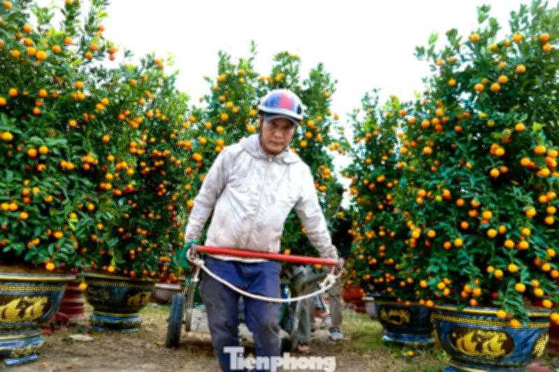 Đà Nẵng Nhộn Nhịp Với Nghề Chở Cây Thuê Dịp Tết: Thu Nhập Hấp Dẫn Từ Những Chuyến Xe Xuân