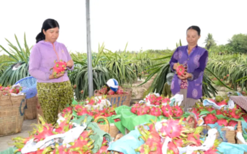 Dưa, Thanh Long Rớt Giá Cận Tết, Nông Dân Lo Lỗ Nặng Trong Mùa Vụ Nghịch