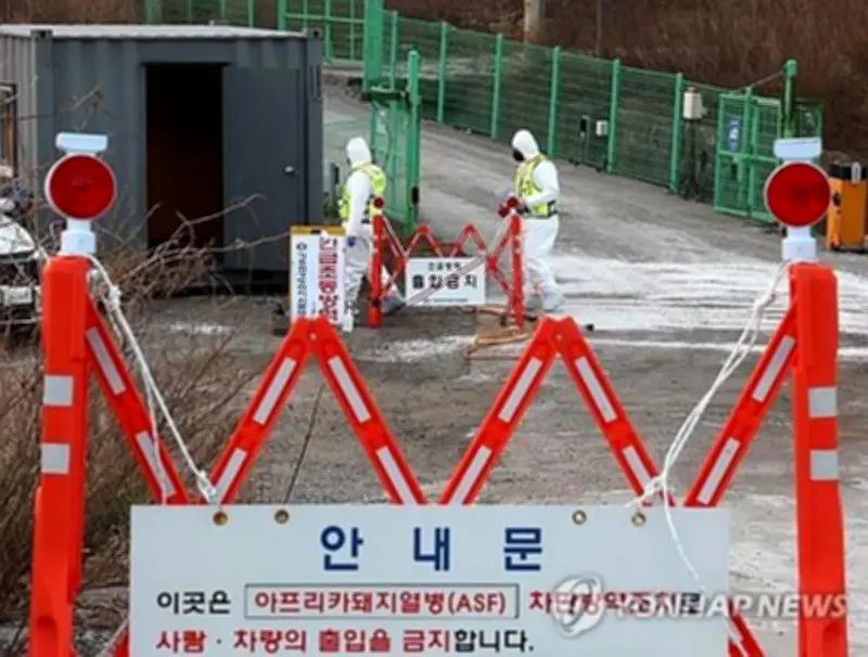 Dịch tả lợn châu Phi bùng phát tại Hàn Quốc, trang trại chăn nuôi bị ảnh hưởng