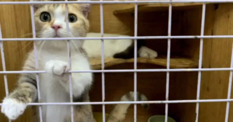 Dịch vụ làm đẹp và khách sạn mèo kiểng bùng nổ dịp Tết tại Cần Thơ