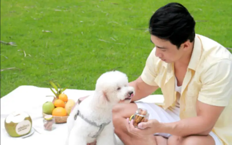 Dịch vụ Pet-Friendly Bùng Nổ: Khách Sạn, Resort Cao Cấp Đón 'Khách Bốn Chân'