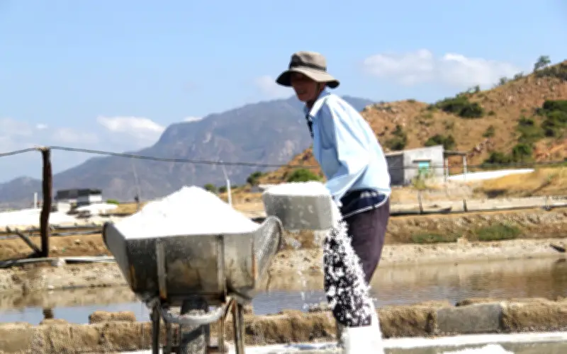 Diêm Dân Khánh Hòa Phấn Khởi Với Vụ Muối Đầu Xuân: Giá Cao, Năng Suất Tăng