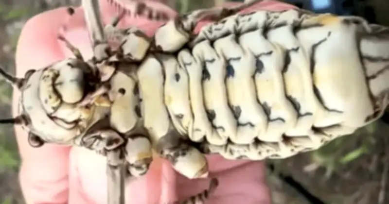 Phát hiện 'bình dầu sống' khổng lồ ở Nội Mông gây tranh cãi ẩm thực sôi nổi