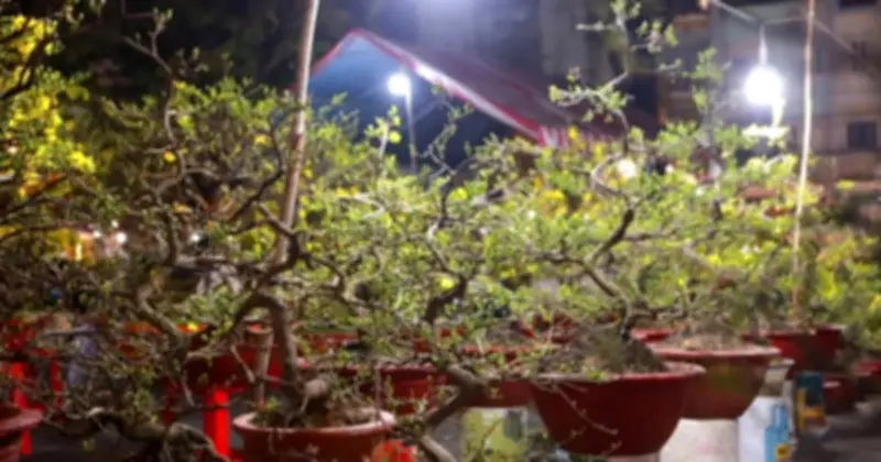 Doanh thu 140,6 tỷ đồng từ mai Tết tại Gia Lai, vượt kỳ vọng sau thiên tai