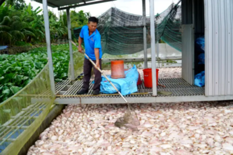 Đồng Tháp: Giá cá diêu hồng nuôi lồng bè tại Cần Tết giảm sâu