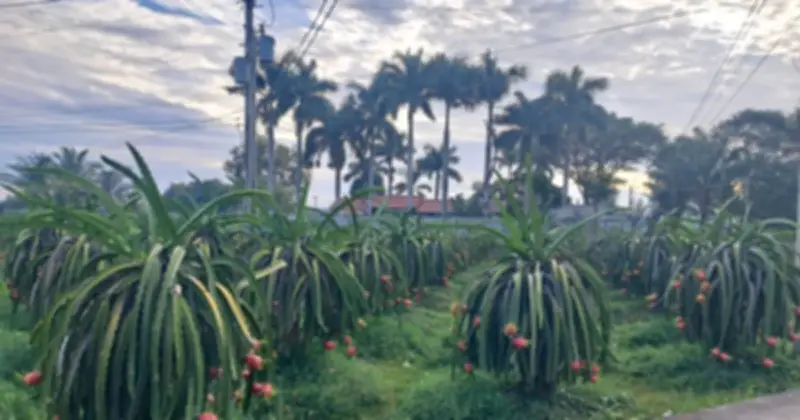 Giá thanh long Lâm Đồng lao dốc cận Tết, nông dân đối mặt nguy cơ thua lỗ