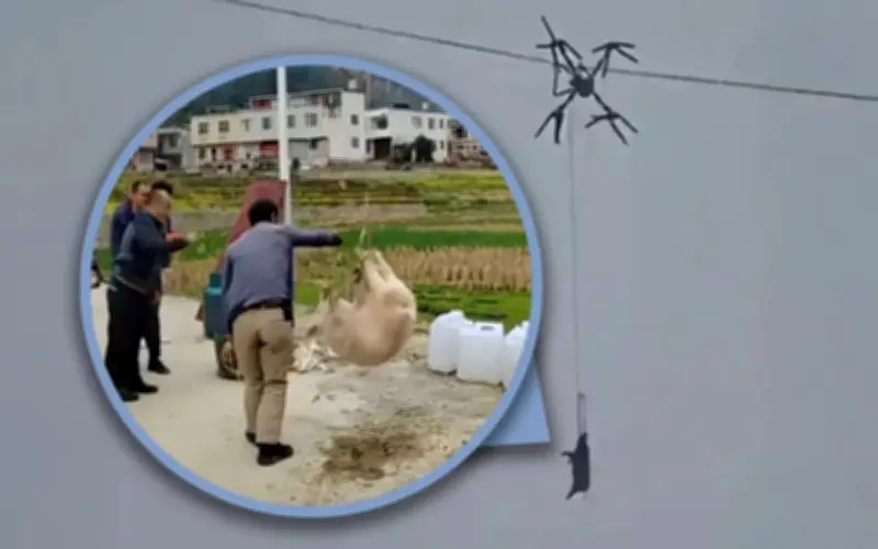 Drone vận chuyển lợn gây mất điện 10 giờ tại Trung Quốc, người điều khiển đối mặt phạt nặng