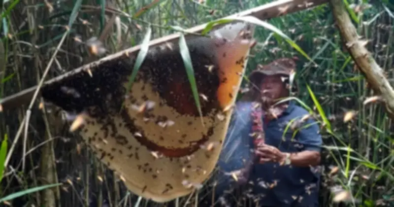 Du khách đổ về Cà Mau trải nghiệm lấy mật ong rừng U Minh Hạ dịp Tết