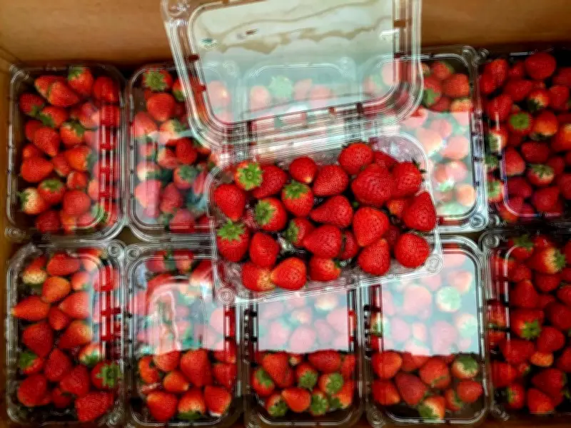 Dâu Tây Sơn La Tràn Ngập Hà Nội, Giá Rẻ Chưa Từng Có Thu Hút Người Tiêu Dùng