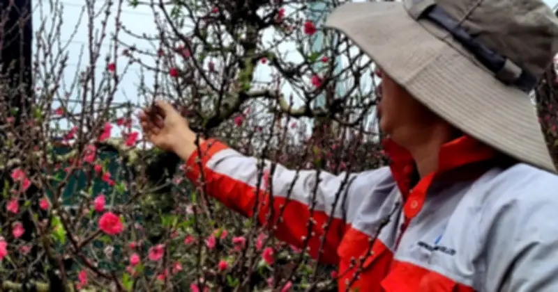 Hoa đào Tết nở sớm, thị trường trầm lắng: Người bán ngóng khách từng ngày