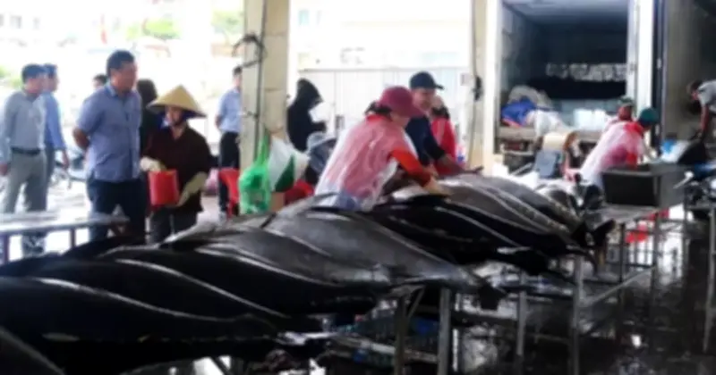 EC sắp kiểm tra IUU: Đắk Lắk và TPHCM khẩn trương khắc phục rủi ro dữ liệu