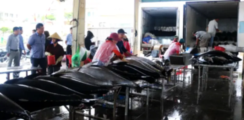 EC sắp kiểm tra IUU: Đắk Lắk và TPHCM ráo riết chuẩn bị, khắc phục lỗ hổng dữ liệu