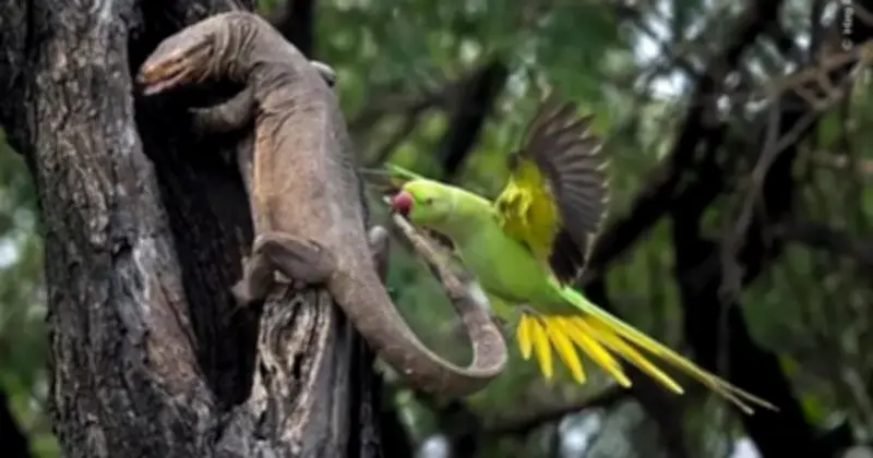 Những Khoảnh Khắc Hoang Dã Đầy Cảm Xúc Tại Giải Nhiếp Ảnh Gia Động Vật Hoang Dã 2026