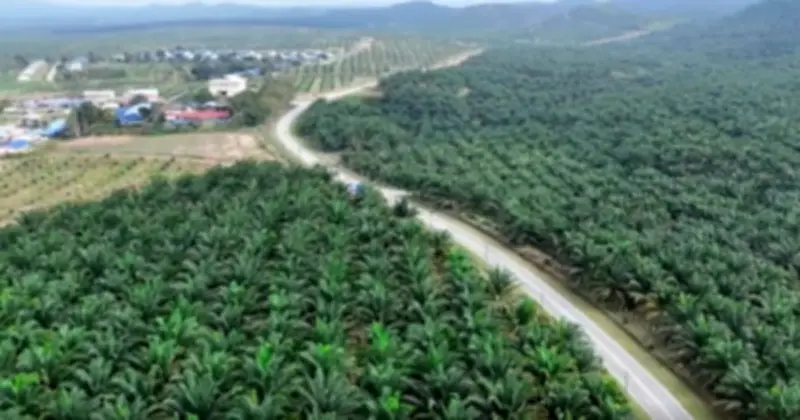 Khám Phá Hành Trình Đưa Dầu Cọ Malaysia Vươn Ra Thị Trường Toàn Cầu