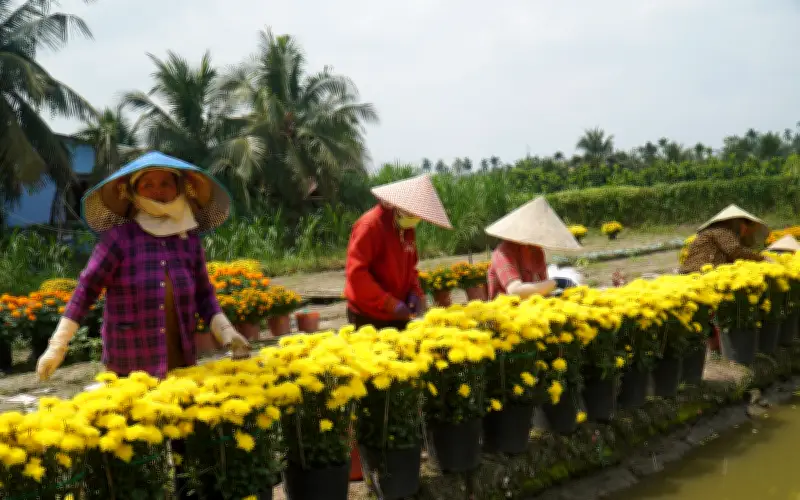 Nông dân Đồng Tháp lặt hoa tàn vì hoa nở sớm, thương lái ép giá