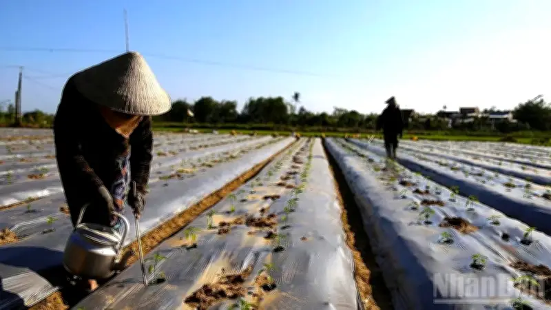 Làng hoa Bình Lâm và làng rau Tuy Phước Bắc hồi sinh mạnh mẽ sau thiên tai, chuẩn bị đón Tết Bính Ngọ 2026
