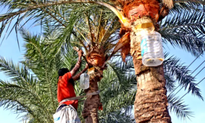 Mật Chà Là Tươi - 'Cocktail Tử Thần' Mang Virus Nipah Từ Dơi Sang Người