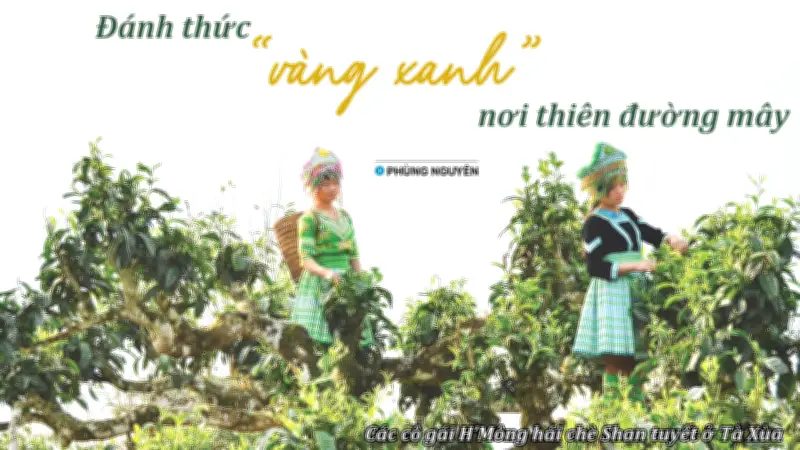 Từ 'dị nhân' cơ khí đến người hồi sinh 'vàng xanh' chè shan tuyết Tà Xùa