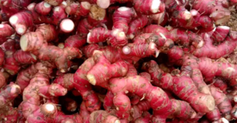 Riềng - Gia vị vàng hỗ trợ tiêu hóa trong ẩm thực Việt