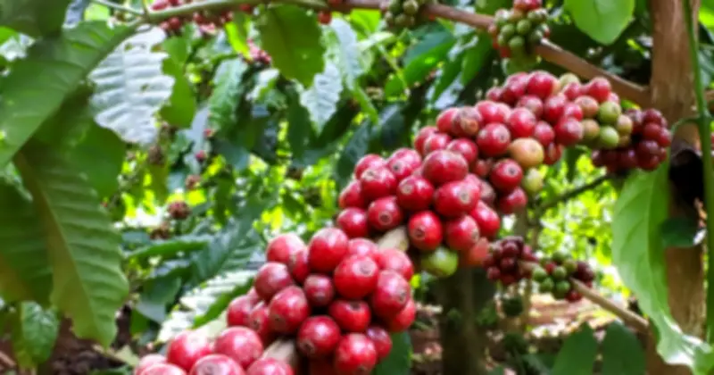 Giá cà phê giảm sâu, thị trường trầm lắng khi nông dân và doanh nghiệp chờ đợi