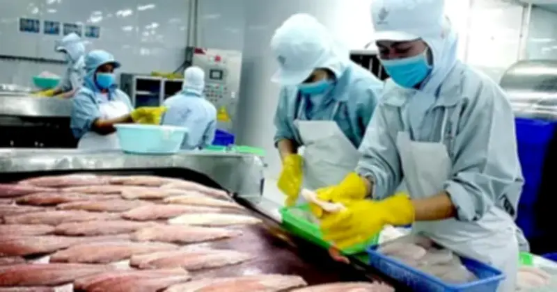 Giá Cá Tra Lập Đỉnh Nhờ Nhu Cầu Phục Hồi Từ Thị Trường Chính