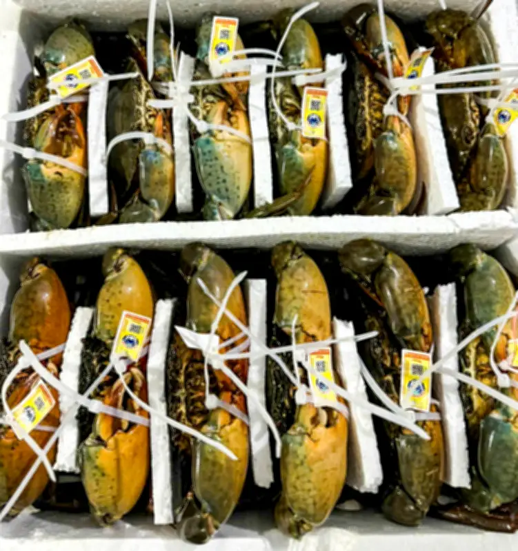 Giá Cua Cà Mau Vọt Lên 1,1 Triệu Đồng/kg, Tạo Động Lực Cho Ngư Dân Vùng Biển