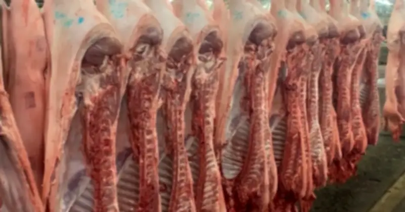 Giá heo hơi giảm nhẹ sau Tết, duy trì trên 70.000 đồng/kg trên cả nước