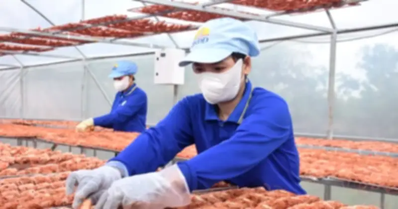 Giá tôm khô, cua gạch Cà Mau tăng mạnh trước Tết, nhiều cơ sở cháy hàng