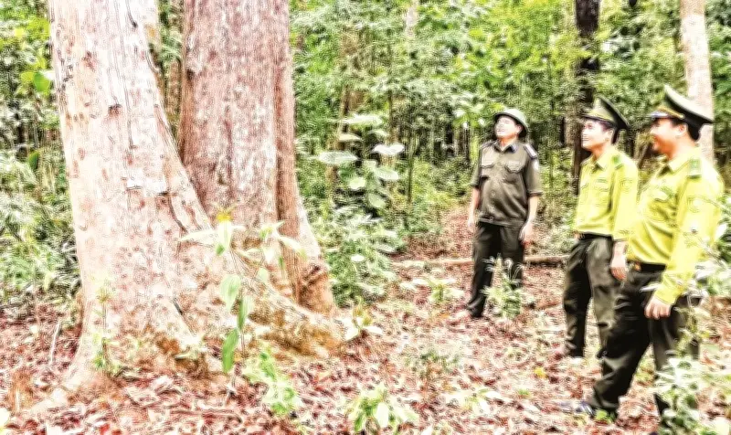 Gia Lai Biến Rừng Thành 'Tài Sản Xanh', Hướng Tới Thị Trường Carbon Triệu Đô