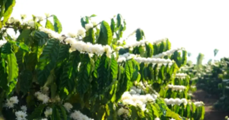 Gia Lai: Mùa hoa cà phê nở trắng xóa như tuyết báo hiệu vụ mùa mới