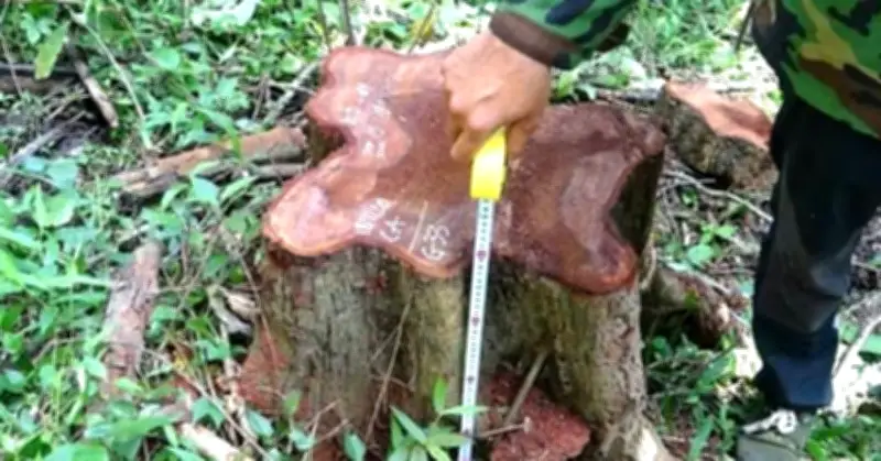 Giám đốc Công ty Lâm nghiệp Ea Kar bị bắt vì nhận hối lộ, liên quan vụ phá rừng lớn