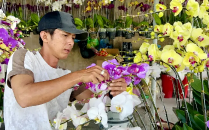 Giảm Giá Kích Cầu, Vườn Lan Rạch Giá Nhộn Nhịp Khách Sắm Tết