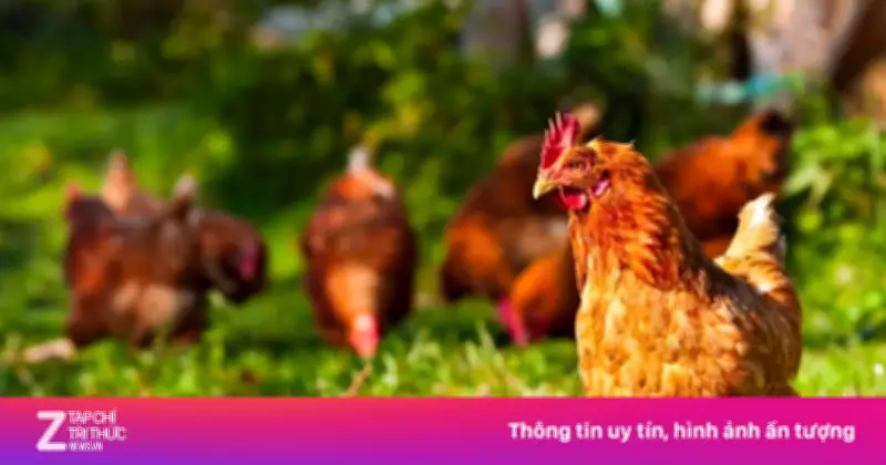 Giáo sư Canada mang gà cưng làm trợ lý tinh thần khi đi làm và du lịch