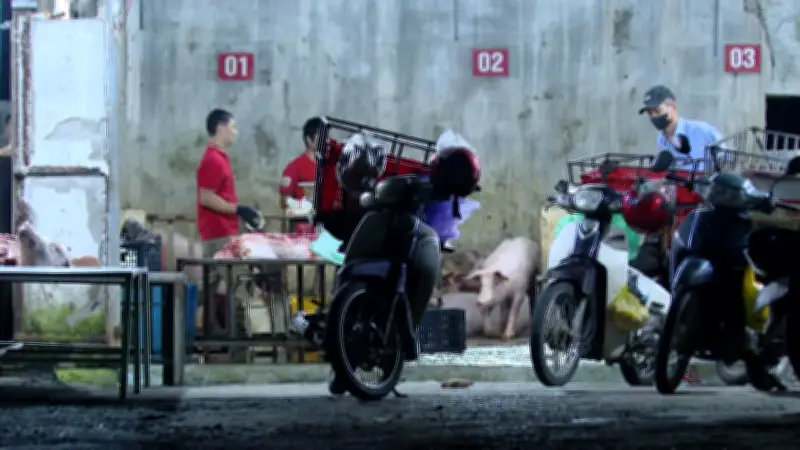 Giết mổ vượt phép kéo dài ở Quảng Trị: Không còn là sai sót mà là vi phạm có hệ thống