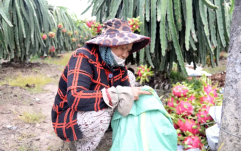 Giá Thanh Long Nghịch Vụ Giảm Mạnh, Nông Dân Đồng Tháp Lo Lắng Dịp Cận Tết