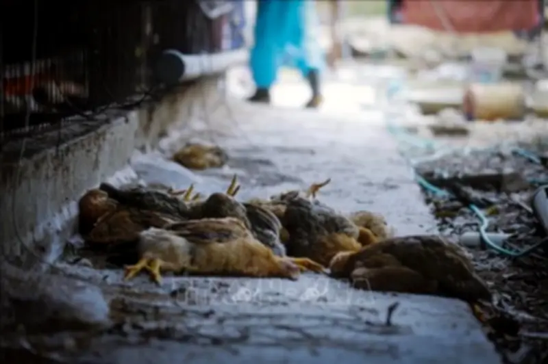 Gần 38.000 con lợn, gia cầm chết bởi nắng nóng, Bộ NN&MT yêu cầu tiêm vaccine cho vật nuôi