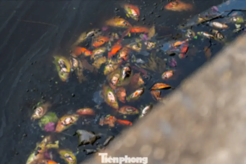 Cá Vàng Chết Hàng Loạt Ở Hồ Nước Mặn Hạ Long Trong Ngày Ông Táo