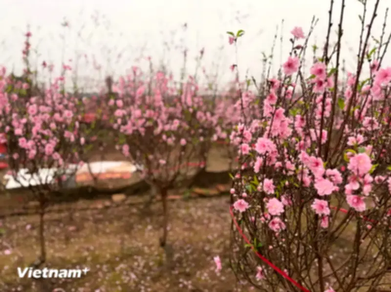 Hà Nội: Chiêm ngưỡng vẻ đẹp mùa xuân rực rỡ tại vườn đào Nhật Tân