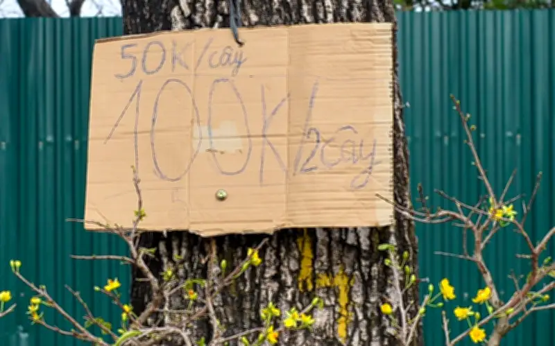 Hà Nội: Hoa Tết ế ẩm, thương lái lo lắng trước ngày 29 Tết