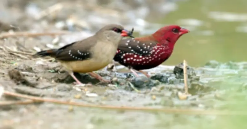 Hà Nội Mùa Chim Di Cư: Bức Tranh Thiên Nhiên Rực Rỡ Và Những Loài Quý Hiếm