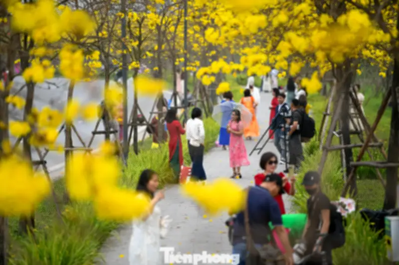 Hà Nội rực rỡ sắc vàng phong linh, đỏ thắm hoa gạo thu hút đông đảo người dân